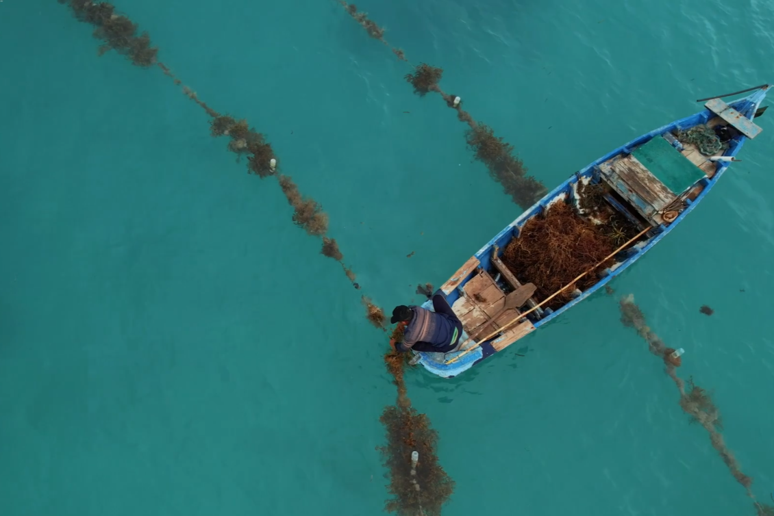 Rumput Laut, Harapan Baru dari Kepulauan Seribu