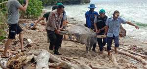 Biota Eksotis Ikan Mola mola Terdampar, KKP dan Masyarakat Banda Sinergi Tangani