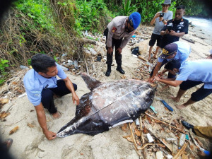 Biota Eksotis Ikan Mola mola Terdampar, KKP dan Masyarakat Banda Sinergi Tangani