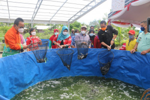 BUDIDAYA LELE SISTEM BIOFLOK JADI PENOPANG PENDAPATAN DAN KESEJAHTERAAN MASYARAKAT PALANGKARAYA DI MASA PANDEMI