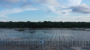 Cegah Abrasi, KKP Tanam Ratusan Ribu Mangrove di Sumenep