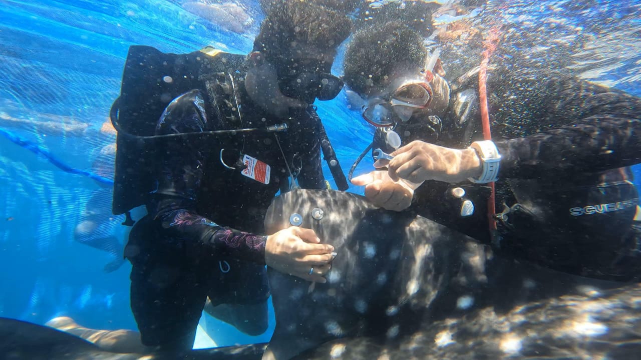 Dua Hiu Paus Gorontalo Kembali Dipasangi Tagging