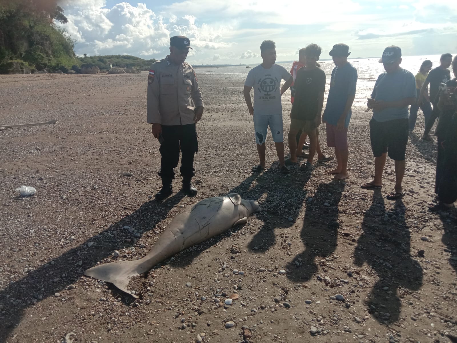 Dugong Kembali Ditemukan Terdampar Mati di NTT