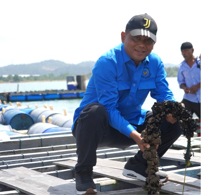 Ekosistem Budi Daya Lobster di Batam Mulai Tunjukkan Progres Signifikan