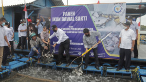 GELIAT BAWAL SAKTI JADI PRIMADONA KOMODITAS BUDIDAYA LAUT SAAT PANDEMI COVID-19 DI KEPULAUAN RIAU