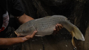 Genjot Budidaya, KKP Latih Pembuatan Pakan Hingga Budidaya Ikan Mas