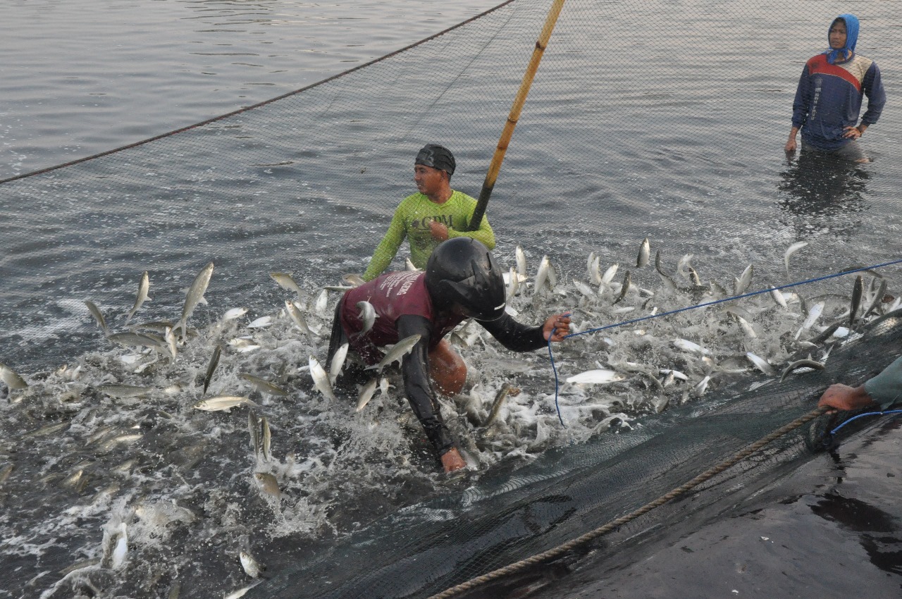 Genjot Produktivitas Perikanan Budi Daya, KKP Turut Bagikan Benih Ikan & Rumput Laut di HUT Ke-25