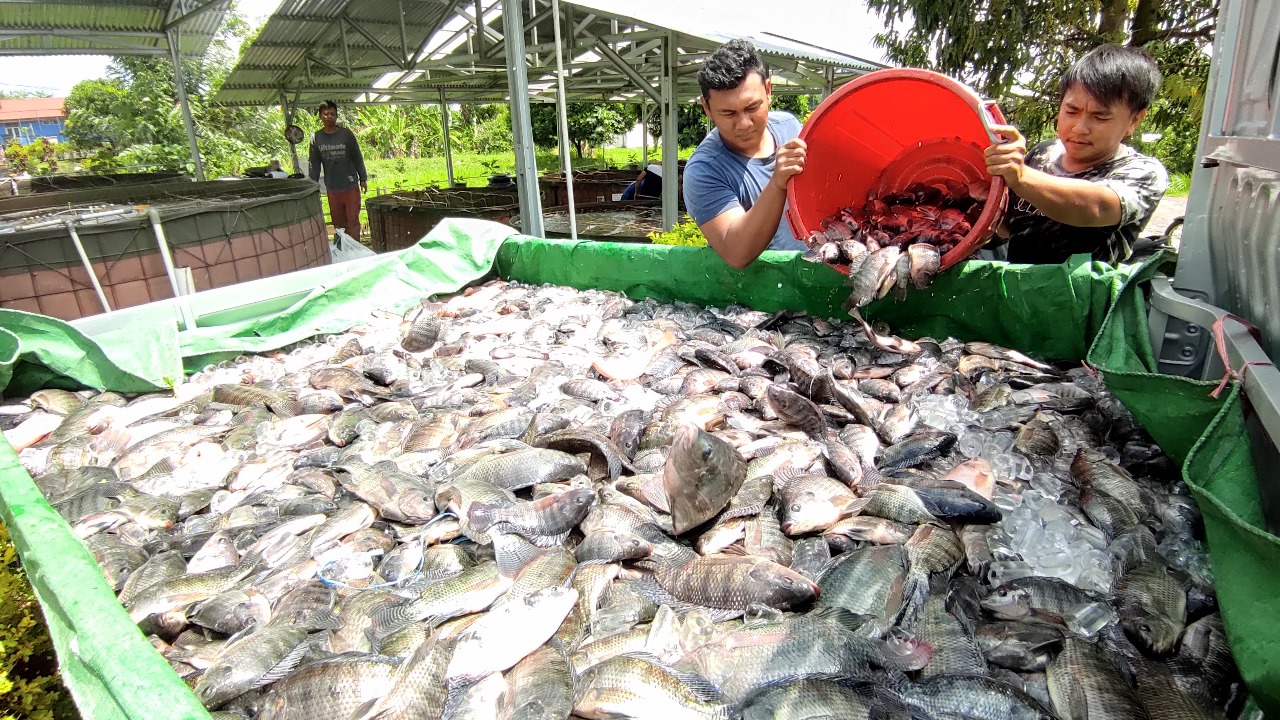 Jelang Tutup Tahun, KKP Salurkan Bantuan Benih & Calon Induk Ikan Berkualitas