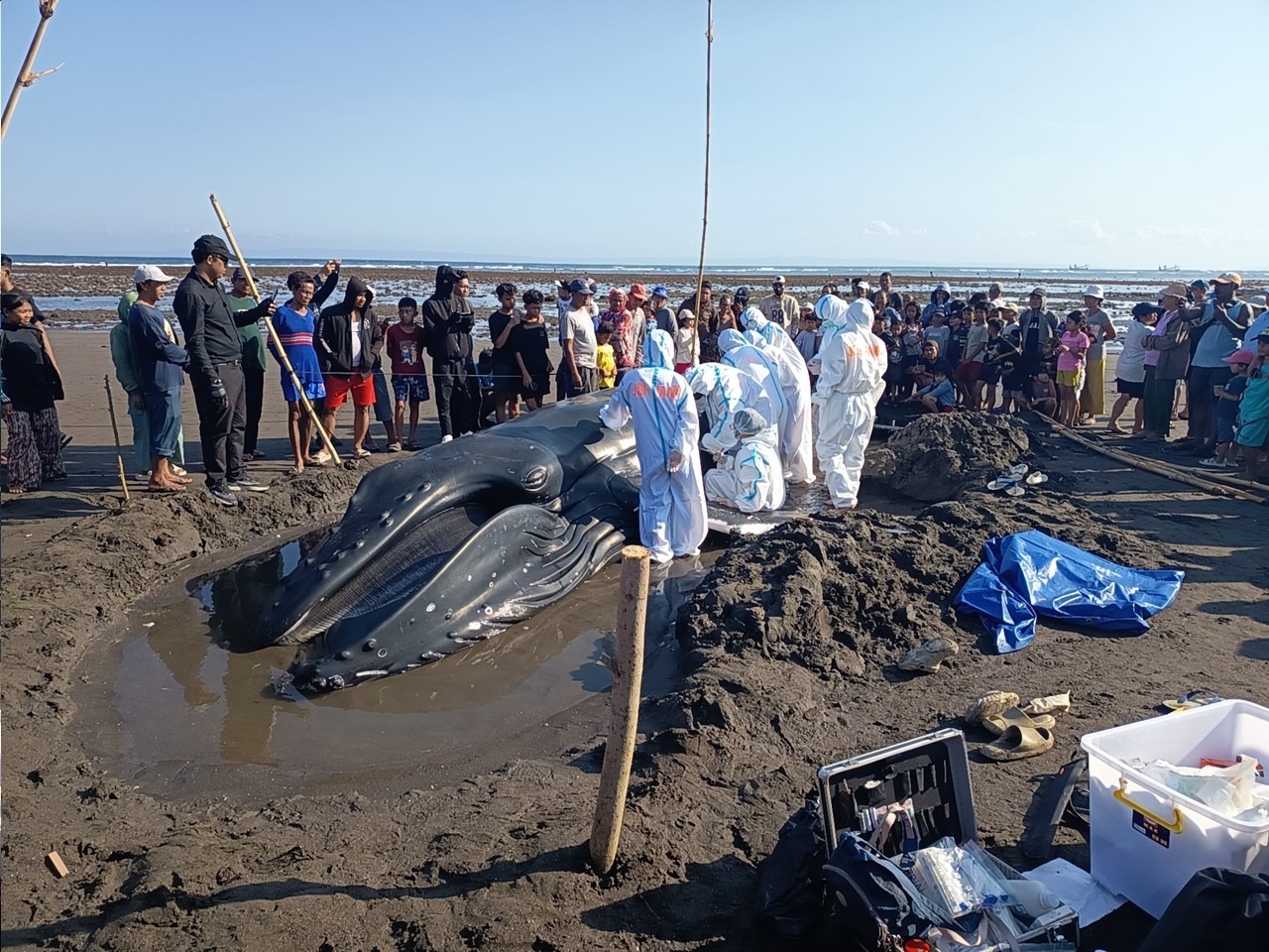 KKP Bersama Tim Gabungan Tangani Paus Bungkuk Terdampar di Pantai Perancak Bali