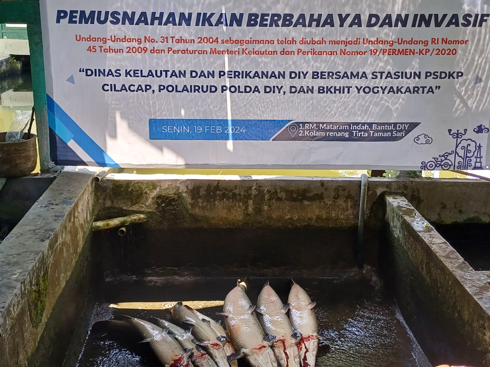 KKP dan Pemda DIY Musnahkan Belasan Ikan Invasif