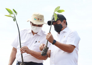 KKP Dukung Rehabilitasi Mangrove untuk Kesehatan Pesisir dan Peningkatan Ekonomi Masyarakat