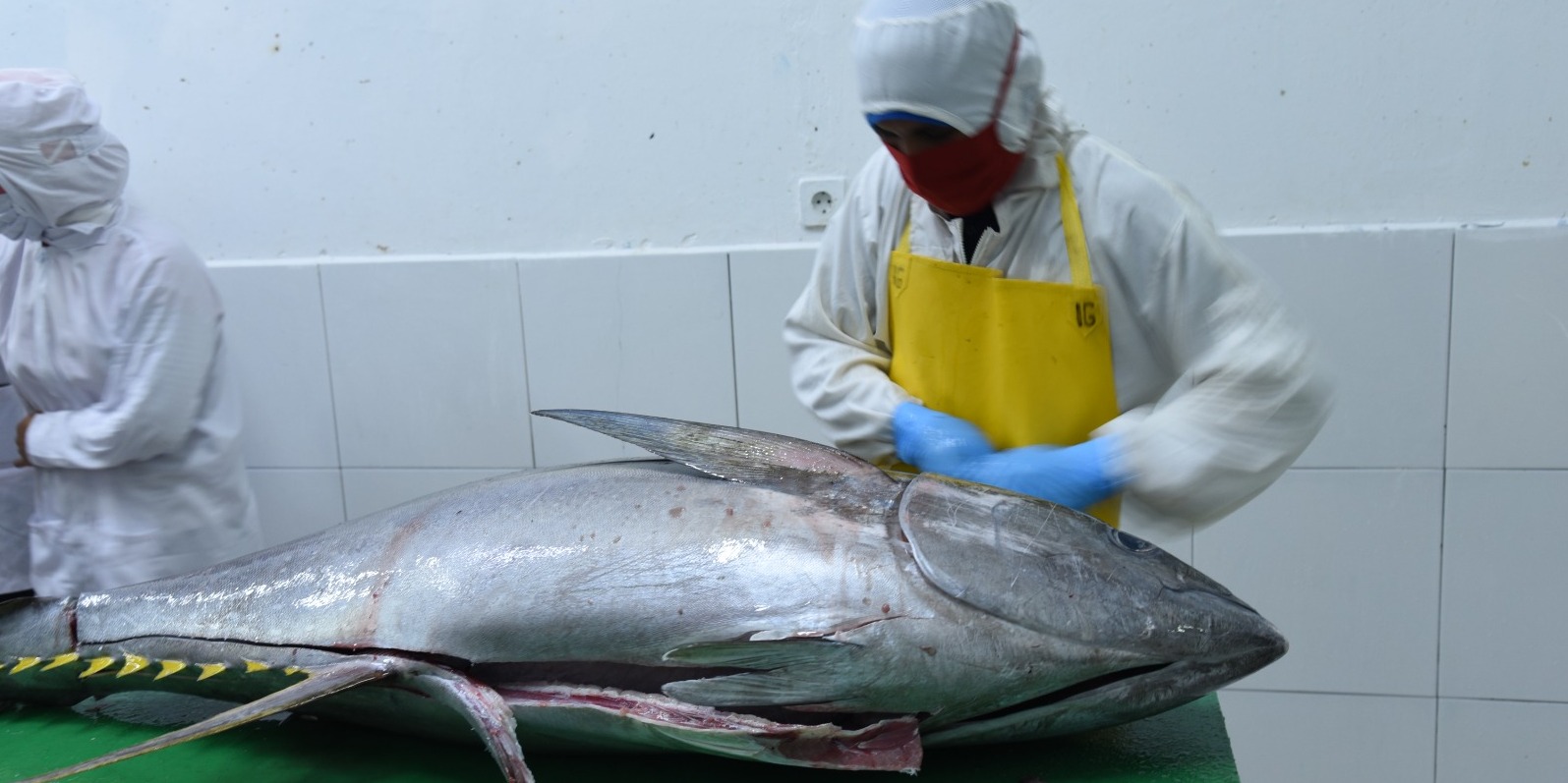 KKP Fasilitasi UPI Peroleh Tarif 0% Ekspor Tuna ke Jepang