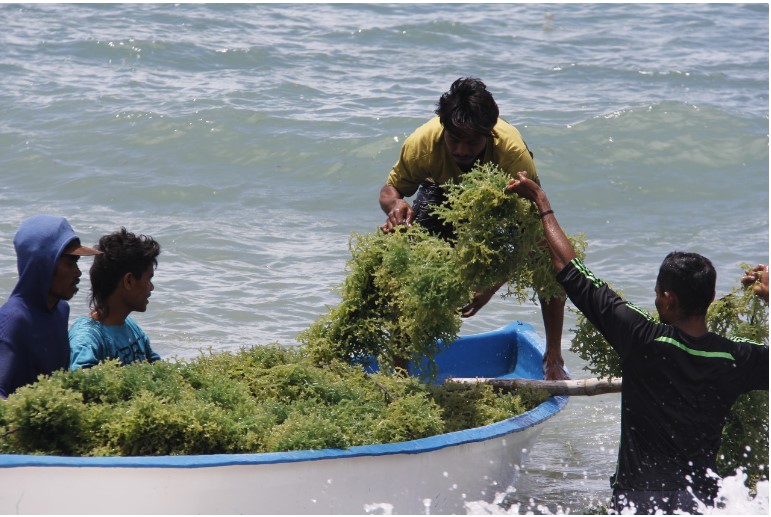 KKP Kembangkan Modeling Budidaya Rumput Laut di Provinsi Maluku