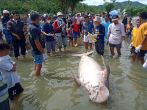 KKP Kuburkan Dugong Terdampar Mati di Kabupaten Donggala