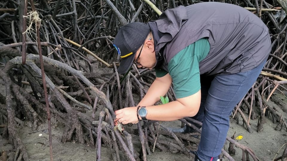 KKP Lepasliarkan Kepiting Bakau Sitaan di Mamuju