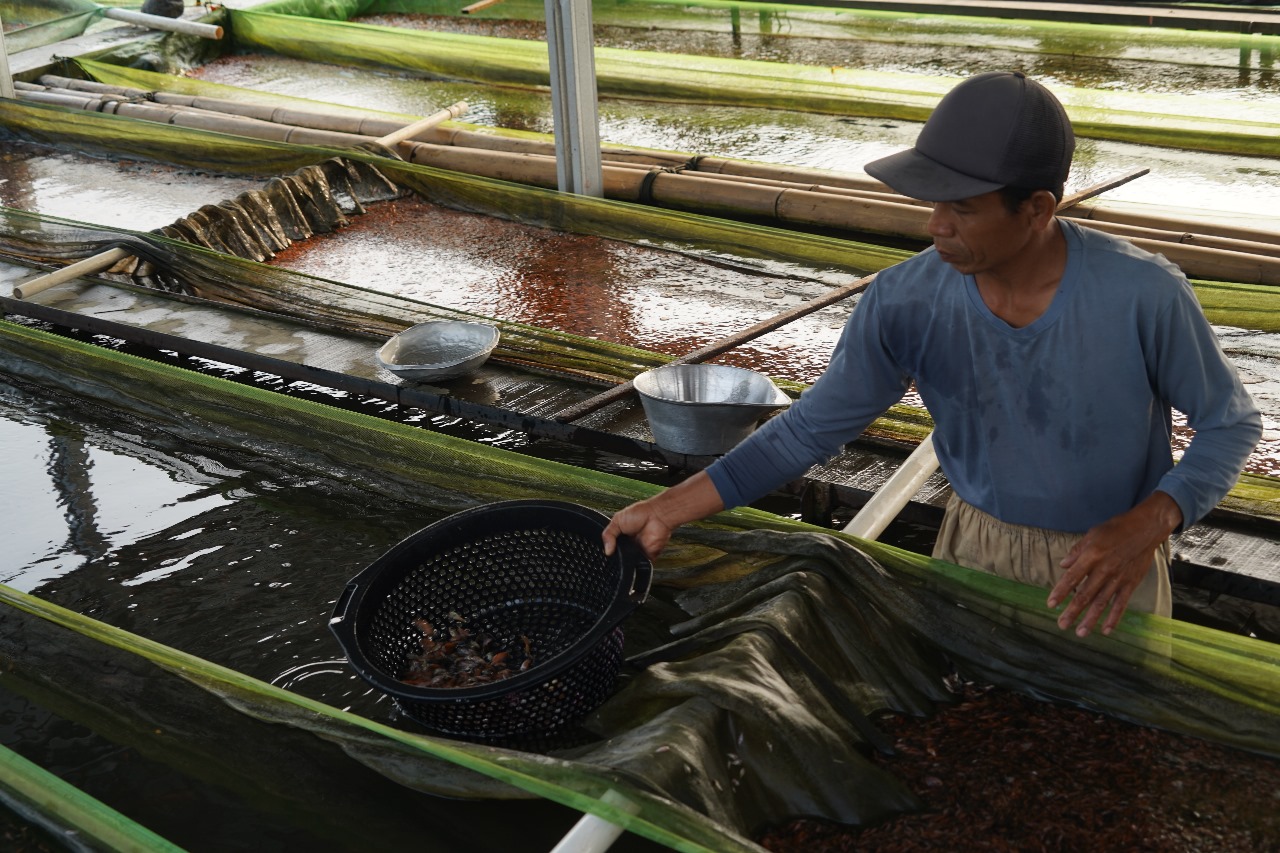 KKP: Perpres 6/2025 Prioritaskan Pembudidaya Ikan Skala Kecil Jadi Penerima Pupuk Subsidi