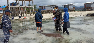 KKP Selamatkan Dugong Terjerat Jaring Nelayan