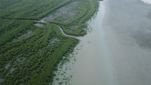 KKP Siap Sukseskan Program Pengembangan Ekosistem Mangrove Nasional