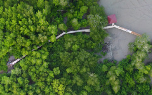 KKP Tambah Destinasi Ekowisata Hutan Mangrove di Sumut