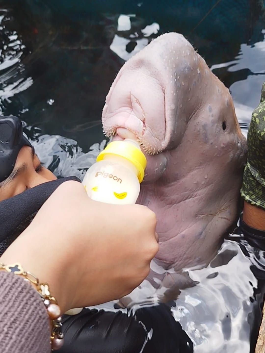 KKP Tangani Anakan Dugong Terpisah dari Induk di Bitung