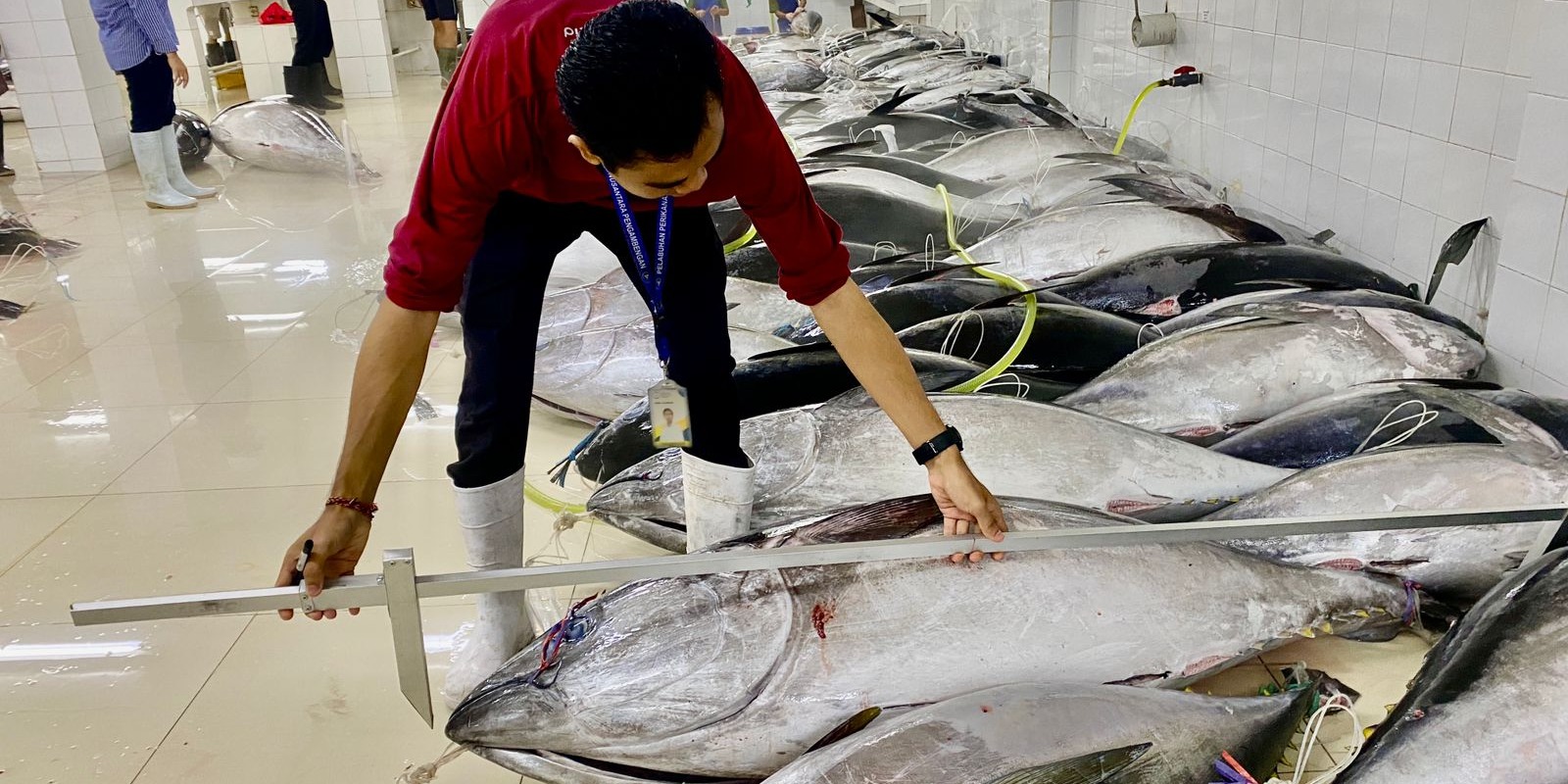 KKP Tegaskan Penangkapan Tuna Sirip Biru Selatan Wajib Penuhi Kaidah RFMO