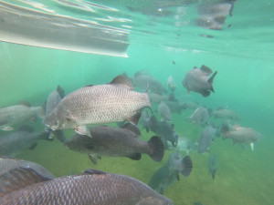 KKP TINGKATKAN KESEJAHTERAAN PEMBUDIDAYA MELALUI BANTUAN CALON INDUK IKAN BERNILAI EKONOMIS TINGGI