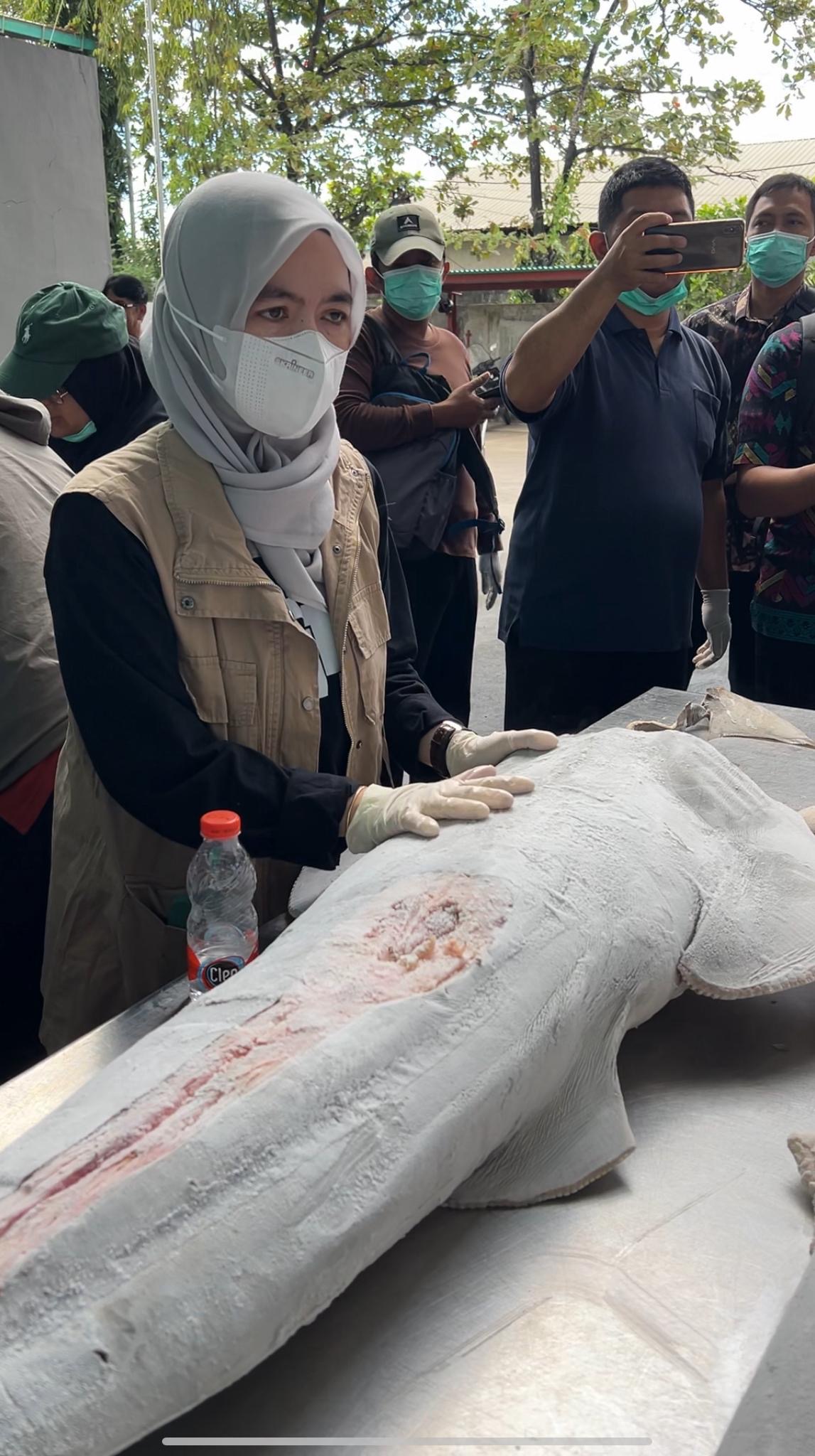 KKP Tingkatkan Pengelolaan Kawasan Konservasi Deteksi Hiu & Pari Dilindungi