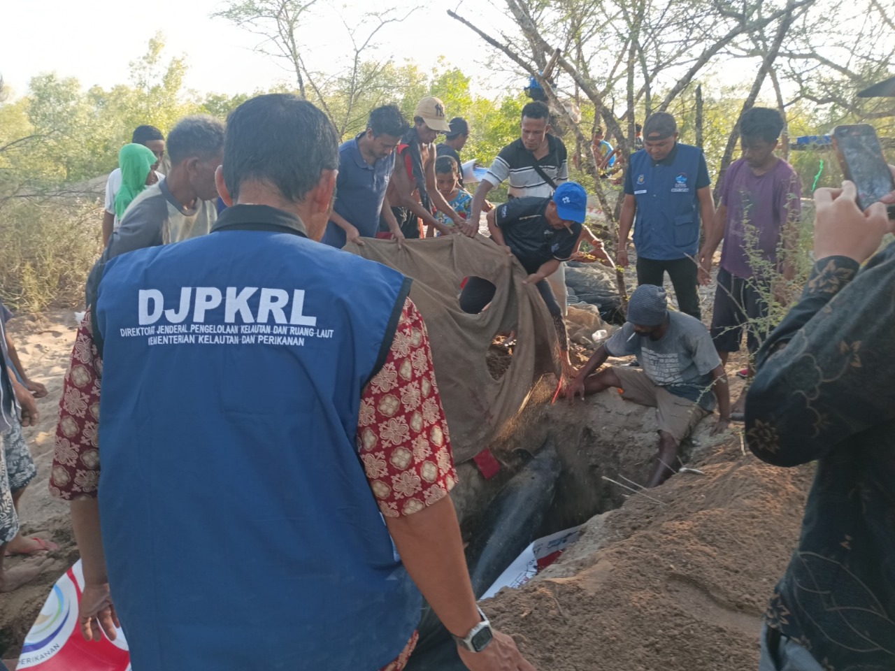 KKP Ungkap Penyebab Kematian Dugong dan Lumba-Lumba di Perairan NTT