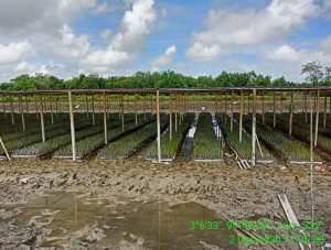 Lindungi Pesisir Aceh, KKP Salurkan 500 Ribu Bibit Mangrove