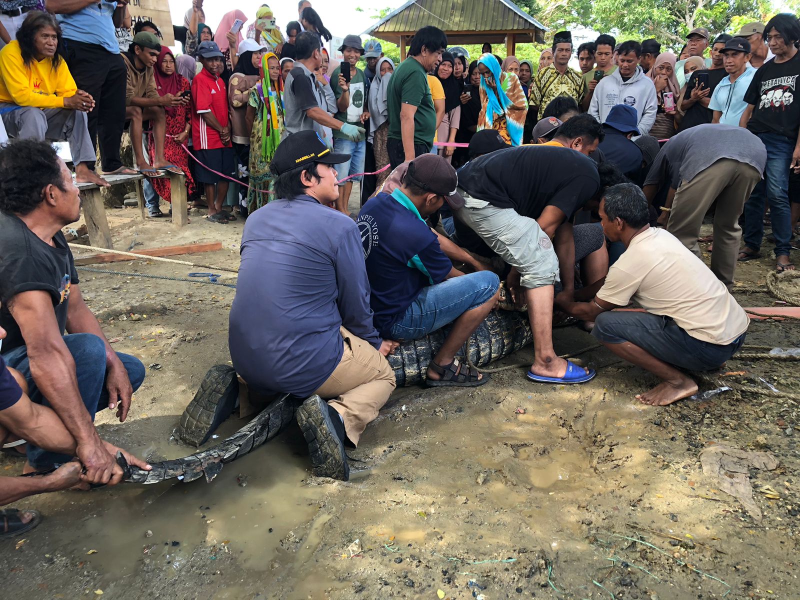 Lindungi Satwa Liar Perairan, KKP Selamatkan Buaya Muara di Donggala