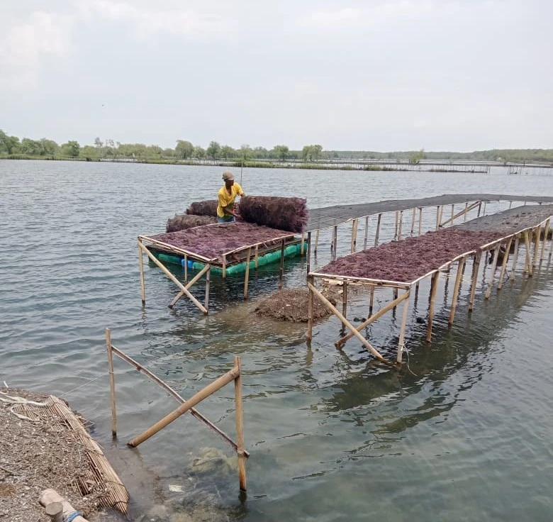 LPMUKP Perkuat Koperasi Rumput Laut di Sidoarjo, Tingkatkan Produksi hingga Ekspor