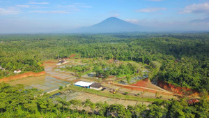 Patin PUSTINA, Siap Dikembangkan KKP di Kampung Budidaya Ikan Patin Cisilad Kabupaten Lebak