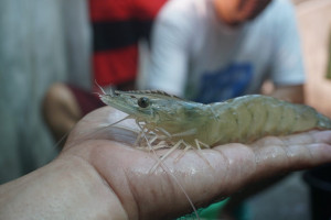 PENUHI KEBUTUHAN BENUR BERKUALITAS, KKP SALURKAN BANTUAN CALON INDUK UDANG UNGGUL