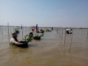 Pulihkan Ekonomi Masa Pandemi, KKP Segera Rehabilitasi 6 Kawasan Mangrove