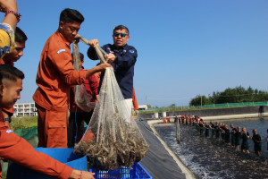 Sebanyak 2,3 Ton Udang Hasil Budidaya Taruna KKP Diserap Pasar