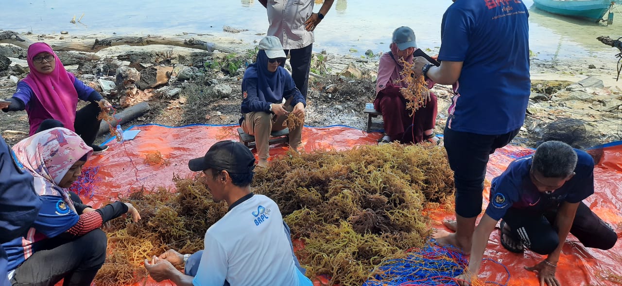 Upaya KKP Bangkitkan Geliat Budidaya Rumput Laut Kepulauan Seribu