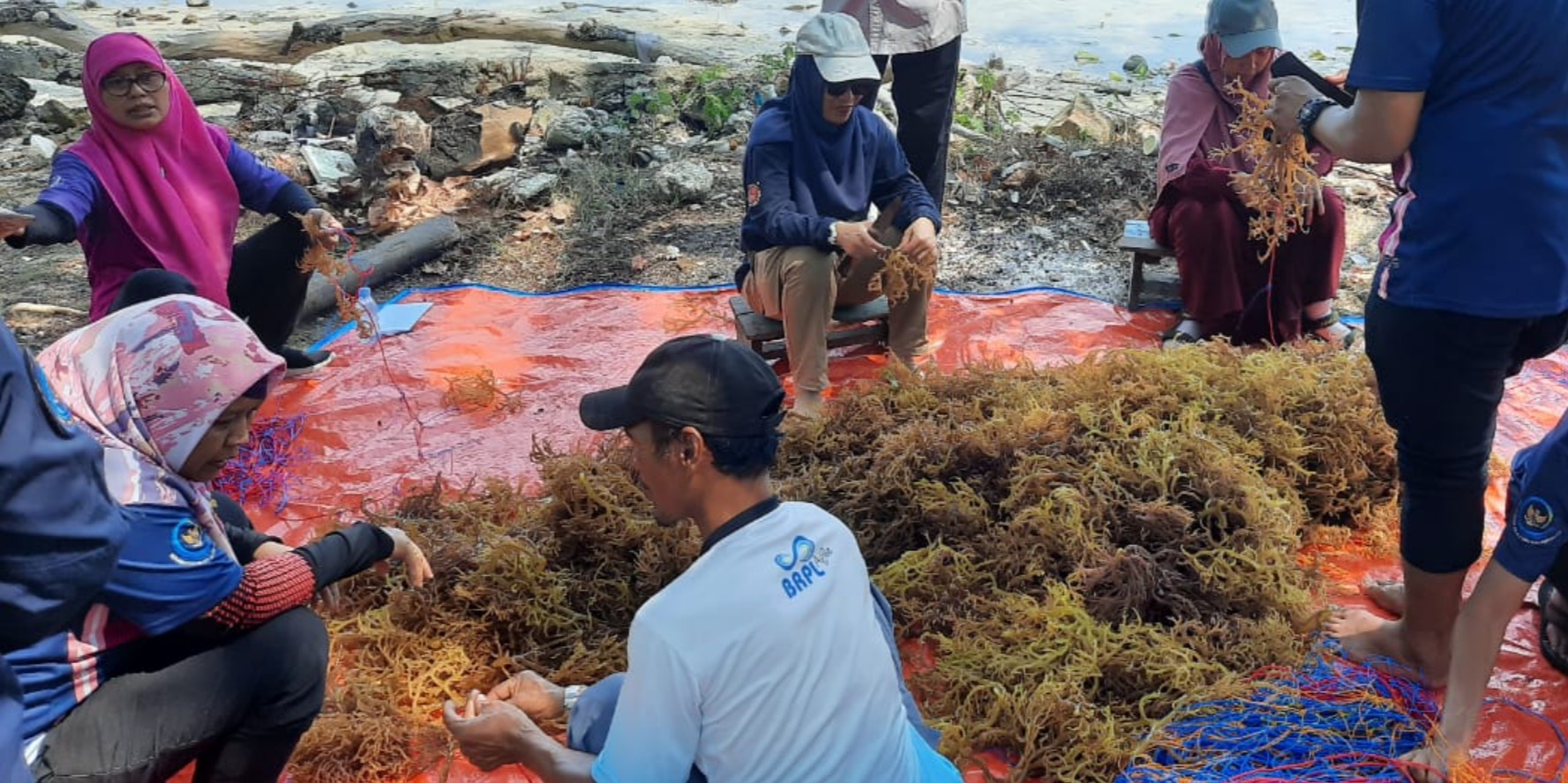 Upaya KKP Bangkitkan Geliat Budidaya Rumput Laut Kepulauan Seribu