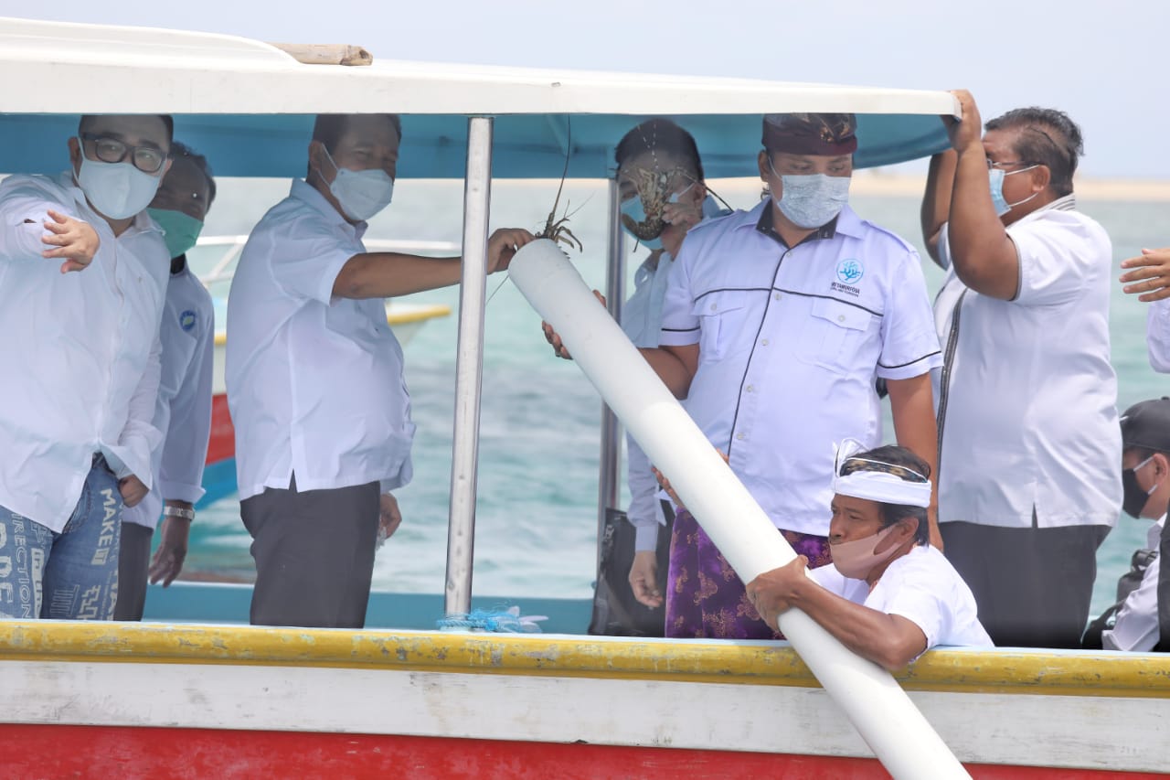 Menteri Kelautan dan Perikanan Sakti Wahyu Trenggono memanen Lobster hasil budidaya dan melepasliarkan lobster di Keramba Jaring Apung, Bangsal Harbour, Buleleng, Bali (20/1).