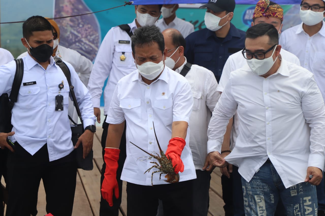 Menteri Kelautan dan Perikanan Sakti Wahyu Trenggono memanen Lobster hasil budidaya dan melepasliarkan lobster di Keramba Jaring Apung, Bangsal Harbour, Buleleng, Bali (20/1).
