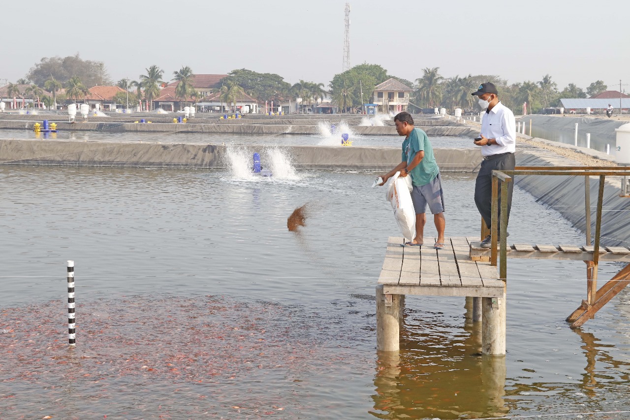 Dirjen PB Melakukan Peninjauan ke Lokasi Modelling Budidaya Ikan Nila Salin Berbasis Kawasan di Karawang