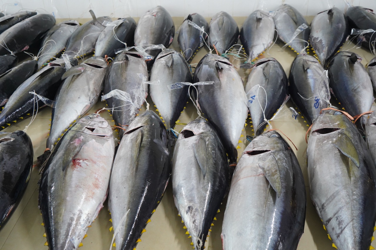 Pelepasan Ekspor Ikan Tuna ke Jepang