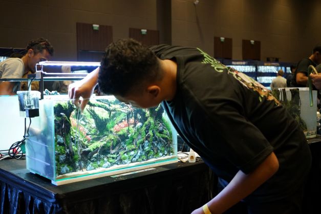Talkshow Ikan Hias dan Live Setting Aquascape di Kalikan Expo 2022