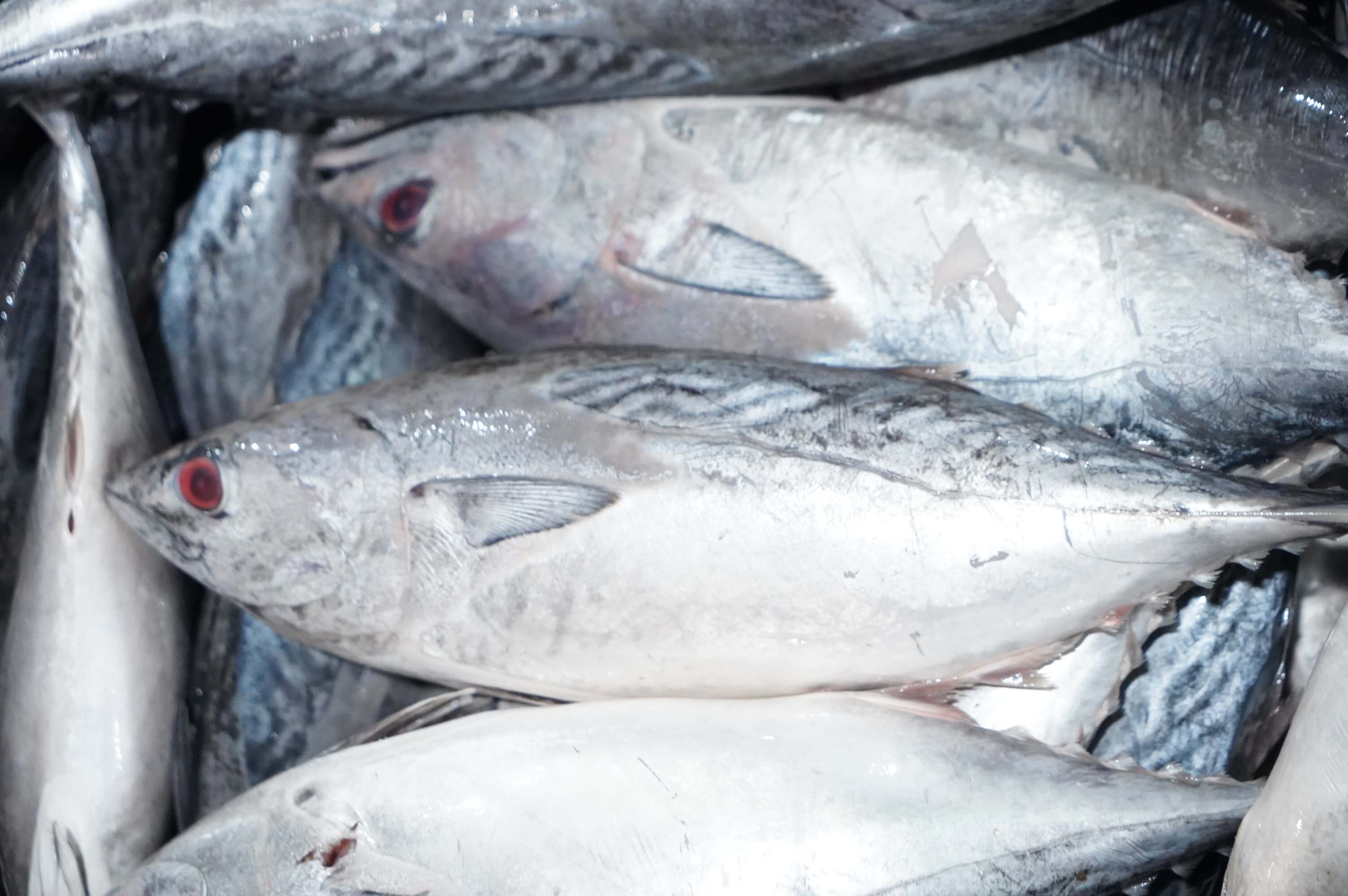 Pasar Ikan Balekambang, Surganya Pecinta Ikan Segar di Solo