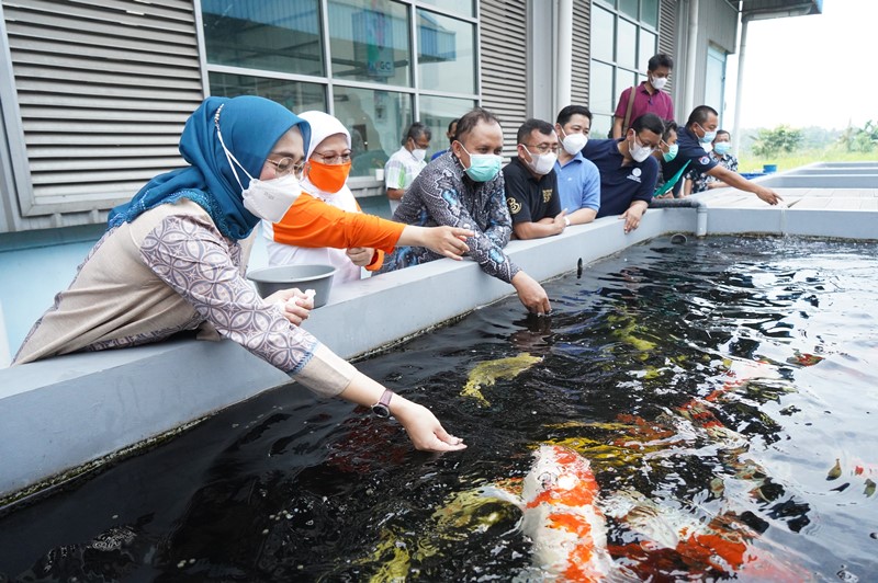 Puncak Acara Kontes Ikan Maskoki ””5th Indonesian Goldfish League 2021” di Raiser Ikan Hias Cibinong