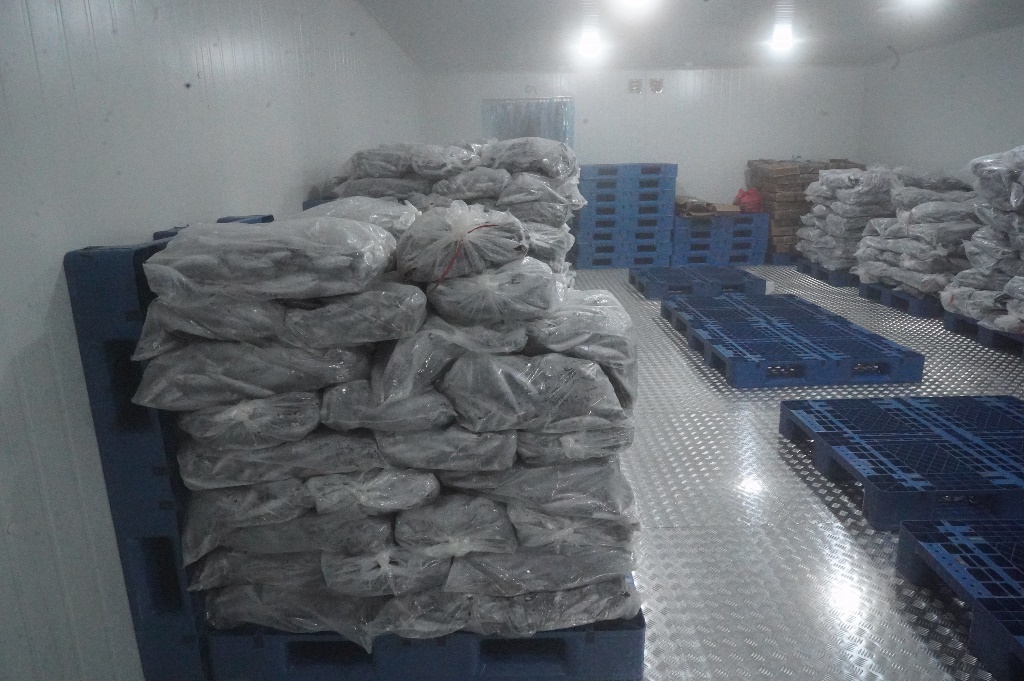 Penyerahan Bantuan Cold Storage Portable di Kabupaten Bondowoso