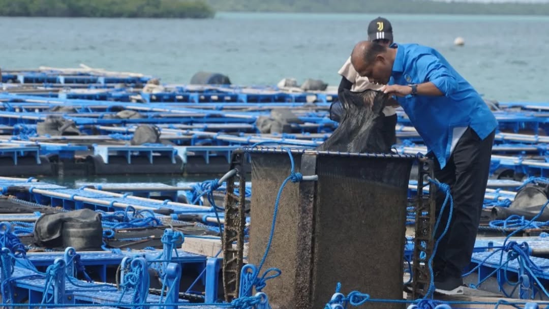 Peninjauan modeling budi daya lobster di Balai Perikanan Budidaya Laut (BPBL) Batam