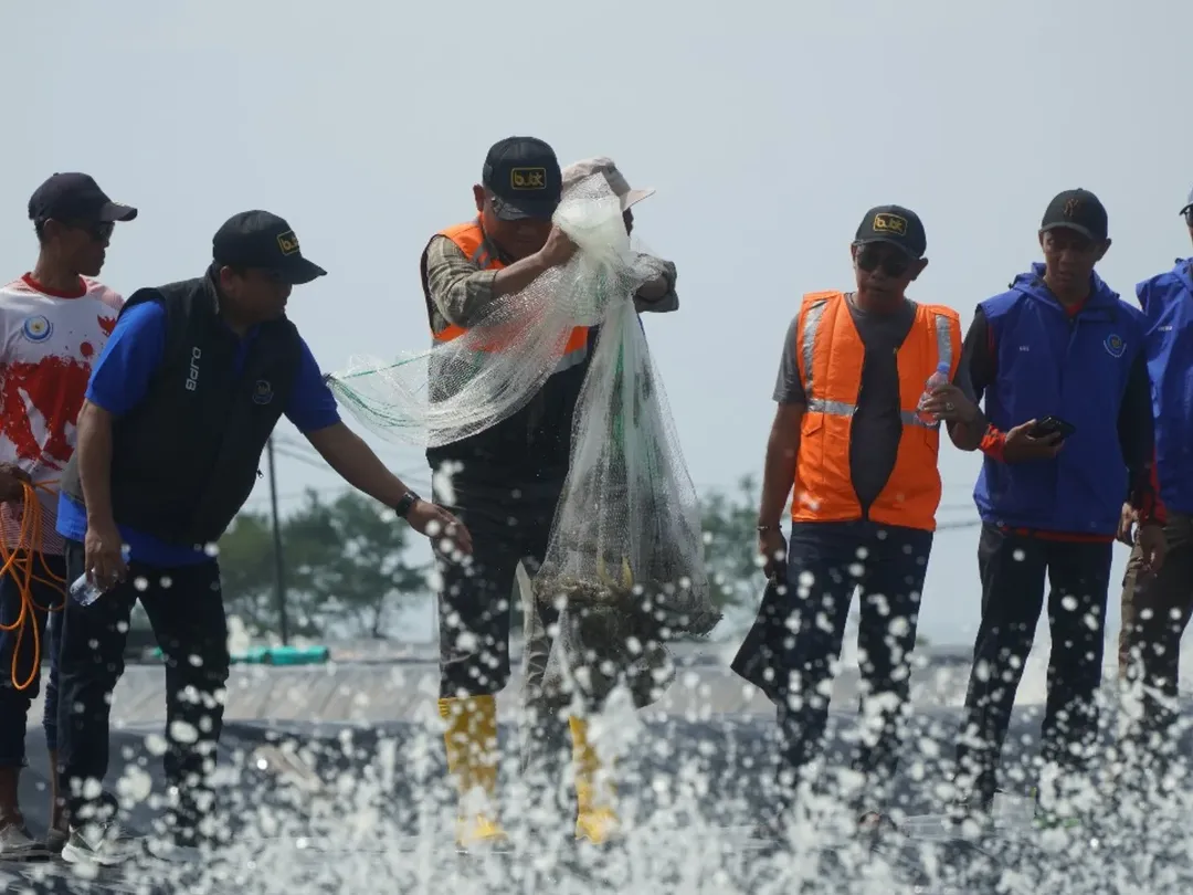 Peninjauan Tambak Budidaya Udang Berbasis Kawasan (BUBK) di Kebumen Jawa Tengah