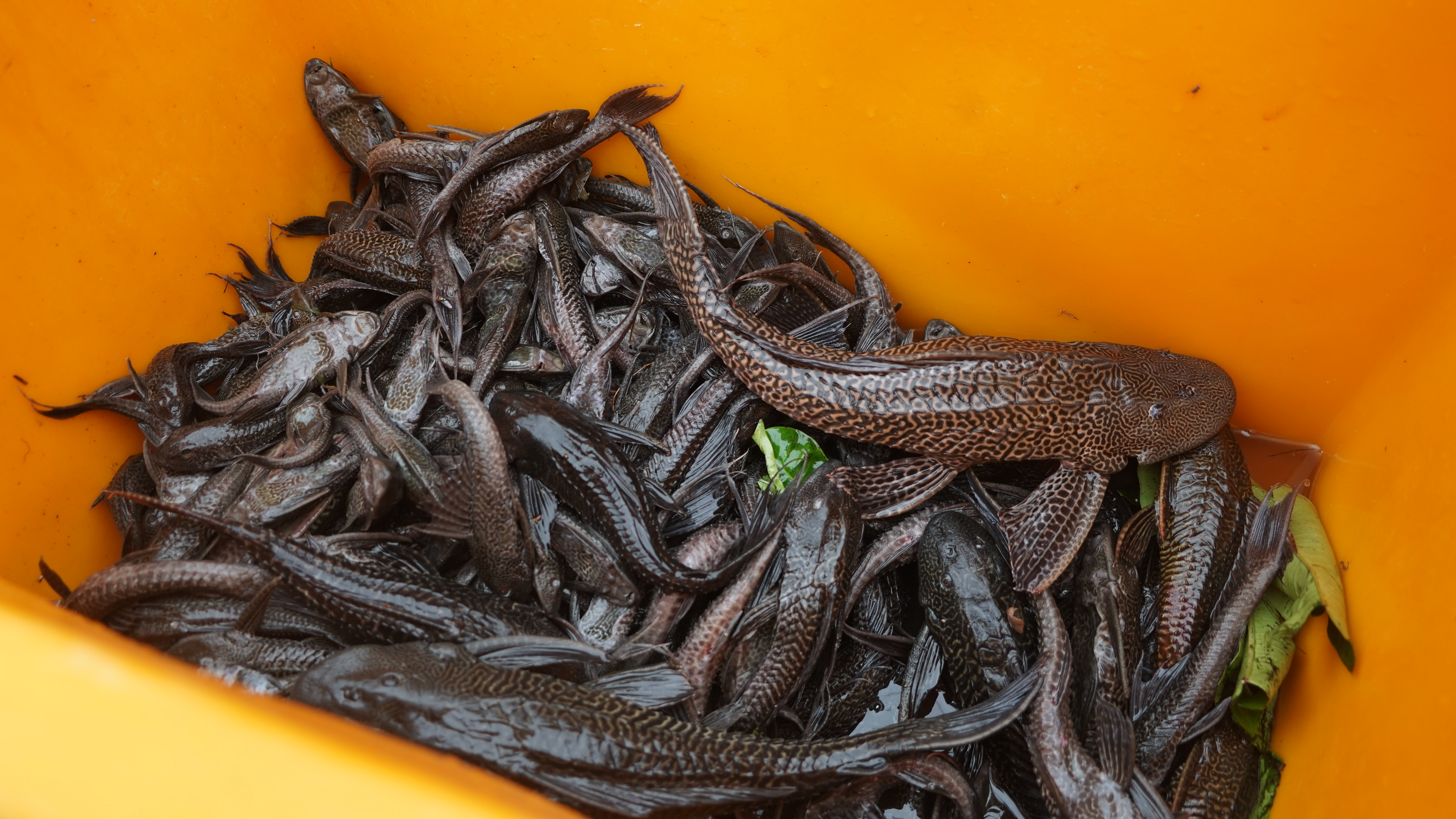 Kolaborasi KKP dan Pemprov DKI Jakarta Mengatasi Ikan Sapu - Sapu